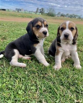 Friendly beagle pups looking 4 their forever homes